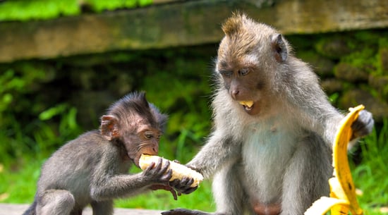 Monkey giving another monkey a banana.