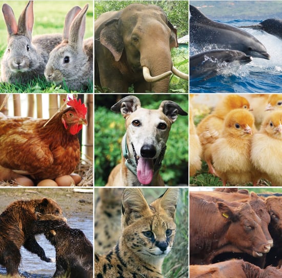 Collage of various animals.