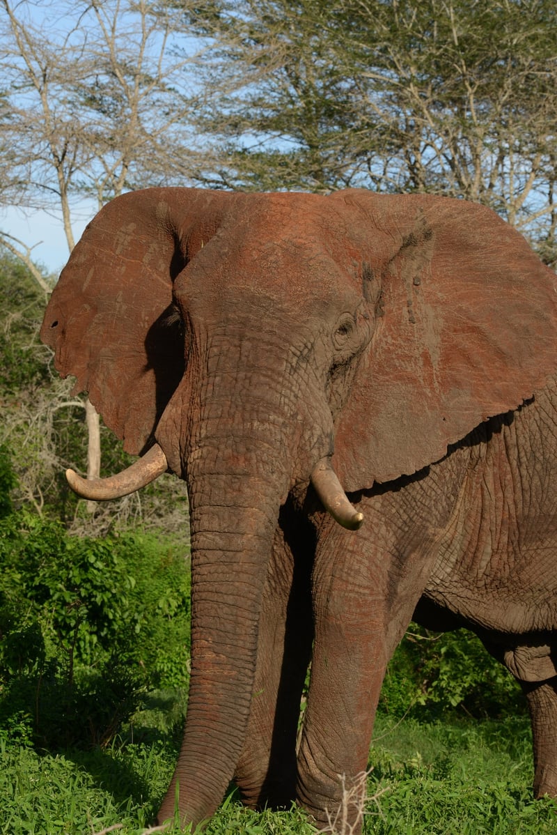 A wild elephant in Kenya