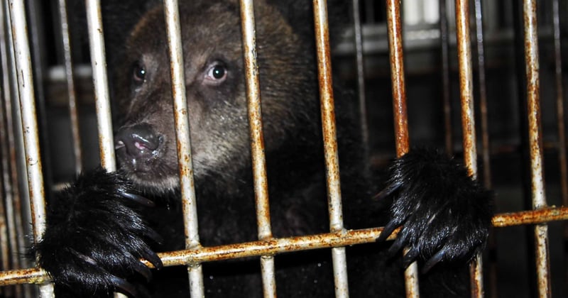 Bear bile survey China