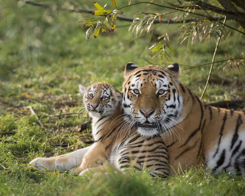 tiger laying with cub