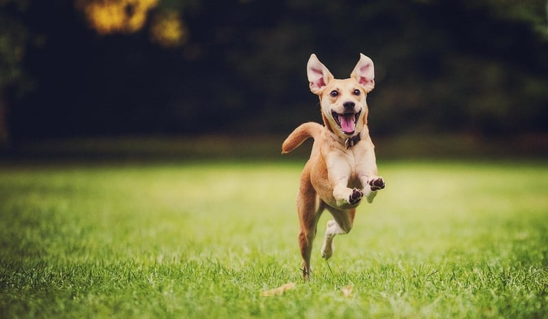 Happy running dog