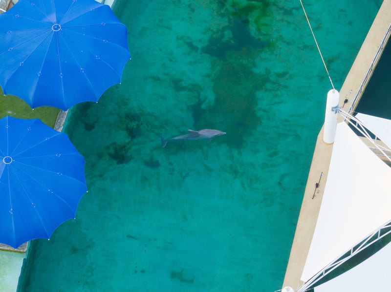 Drone footage of a dolphin at Miami Seaquarium.