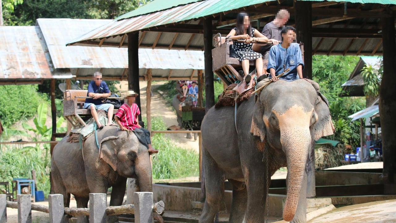 Tourists riding elephants.
