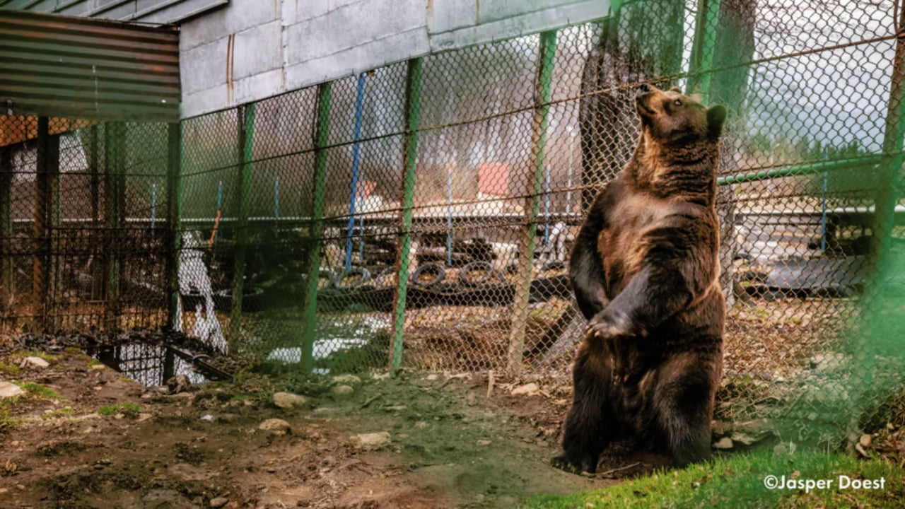 Baloo sits in his enclosure.