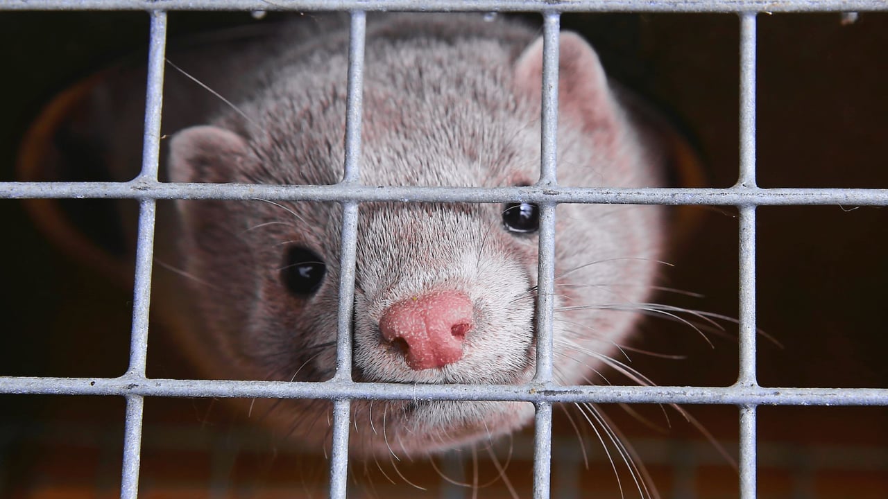 A mink looks through a cage.