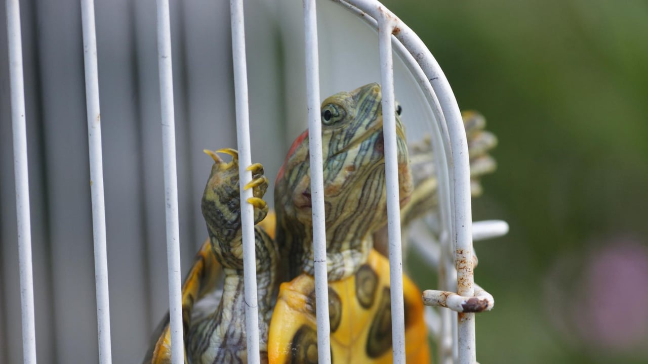 A turtle tries to climb a cage.