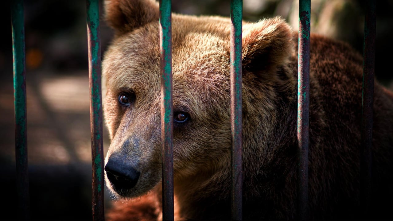 A bear looks out of a cage.