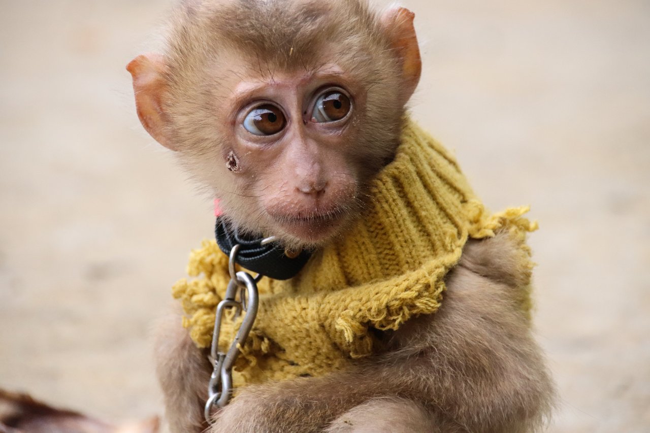 Monkey with a collar chain around his neck.