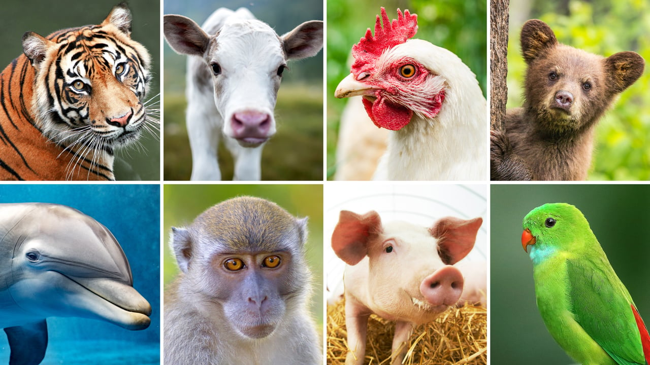 A photo collage of both wild and farmed animals.
