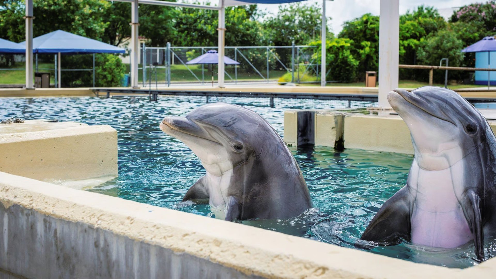 Captive dolphins in a pool.