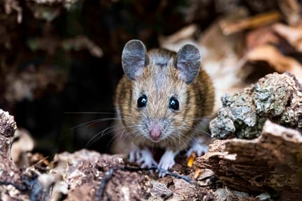 A wood mouse in the wild.