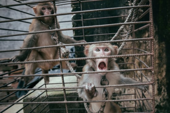 Two monkeys in a cage.